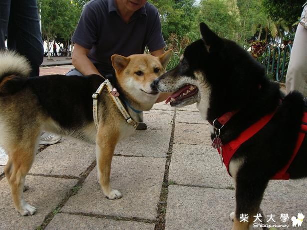 巧克力傷後復原了來跟BOBO約會(原發表者:bolen912)(相簿)