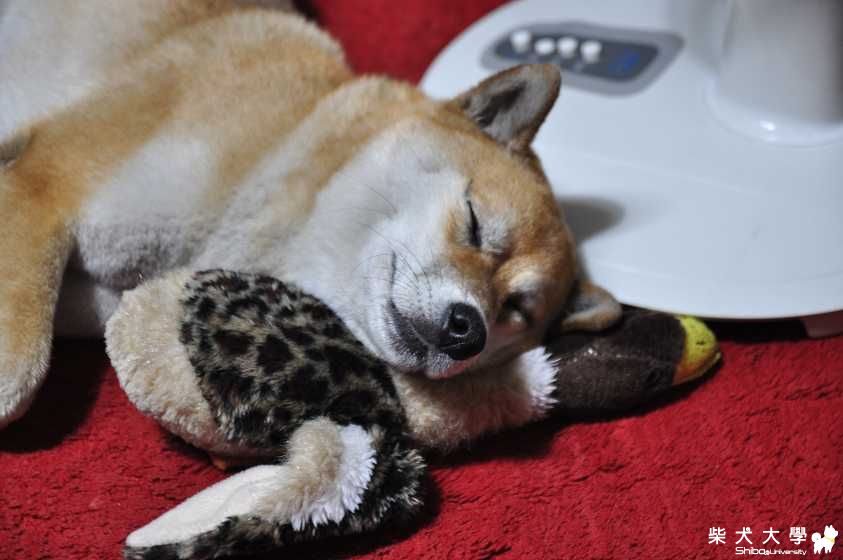 誰也不能跟我搶鴨鴨(原發表者:肉丸麻)(相簿)