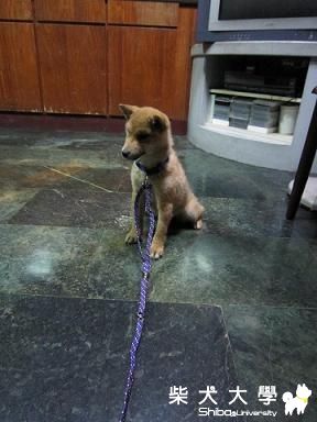 采柴長大了(4.5個月-6個月)(原發表者:采柴家)(相簿)