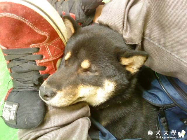 快樂母親節~乖乖坐火車回家!(原發表者:阿助)(相簿)