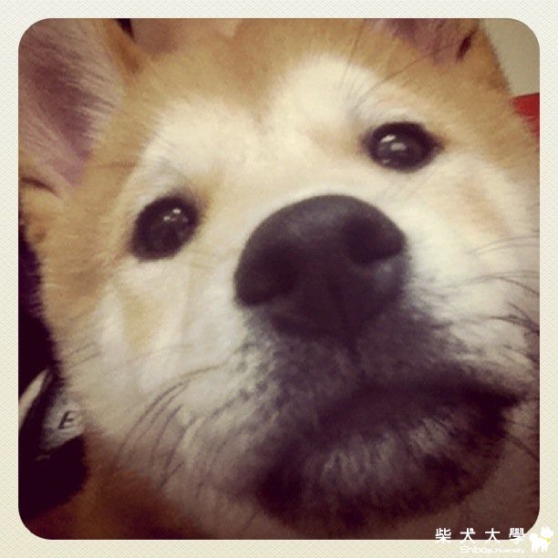 皮球長大了，4個月大，終於出街街了。見識了很多哥哥姐姐(原發表者:i_am_qq)(相簿)