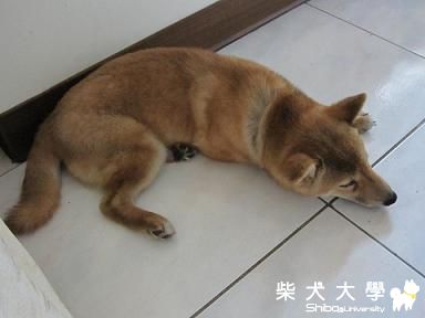 愛睡的狗...哪裡都能睡(原發表者:采柴家)(相簿)