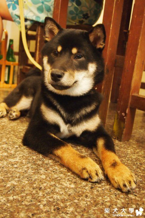 大狗臉....(原發表者:阿助)(綜合討論)