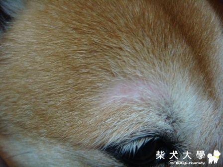 眉毛上的毛，突然禿了一塊！！！！(原發表者:joyce)(環境管理)