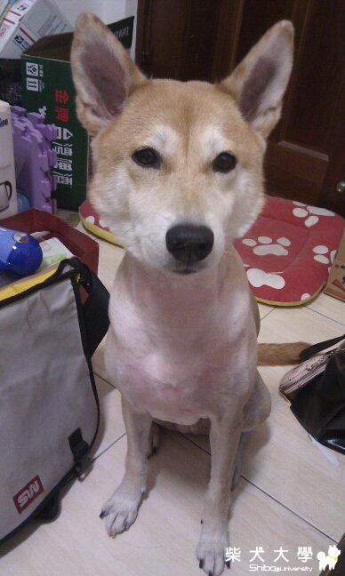 5/19~5/22 台南 阿秋徵求寄宿(原發表者:阿秋爸)(綜合討論)