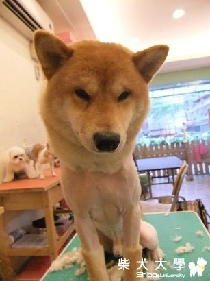 歐醬剃毛記(原發表者:ohnohana)(環境管理)