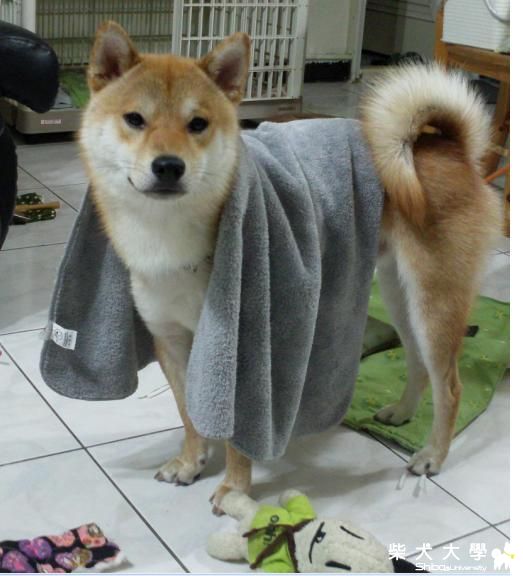 洗澡後(原發表者:吉谷家)(相簿)