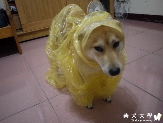 DIY雨衣~失敗!!!(原發表者:冬冬拔)(綜合討論)