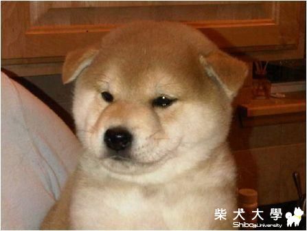 口吃成長相簿 2011.6.14 增加新相片(原發表者:gowell)(相簿)