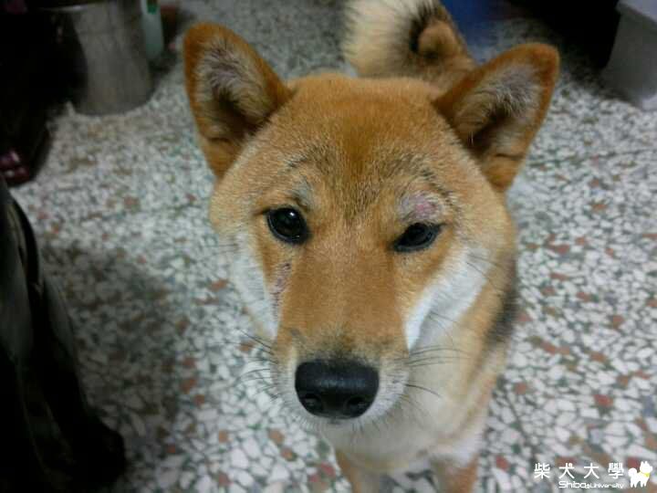 該不會真的是毛囊炎吧?!(原發表者:大元)(醫療保健)