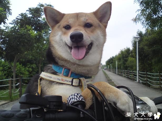 BOBO卡打車...大變身(原發表者:bolen912)(相簿)