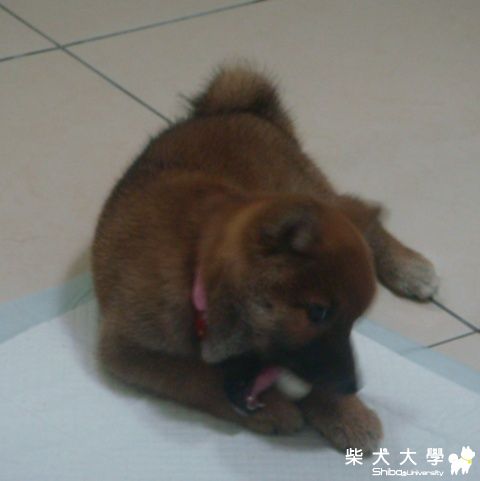 UNO美眉65天囉~她有了新玩意兒!!(原發表者:小UNO麻)(相簿)