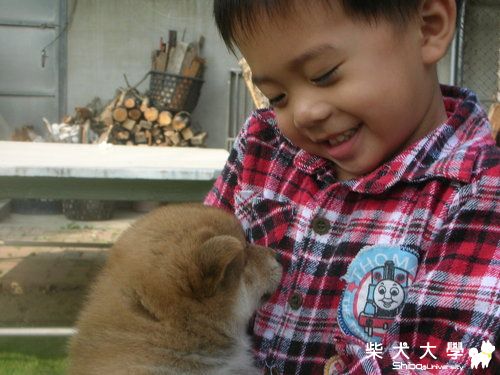 小柴.童(原發表者:taka家)(相簿)