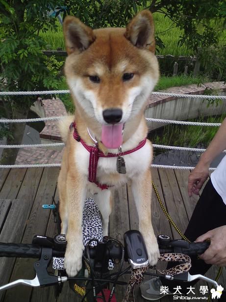 BOBO卡打車Part2...之小熊試乘(原發表者:bolen912)(相簿)