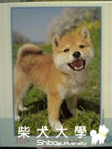 柴犬拼圖(原發表者:波麻)(綜合討論)