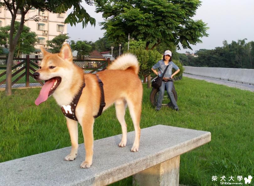 黃昏的寵物公園--照片與影片(原發表者:吉谷家)(相簿)