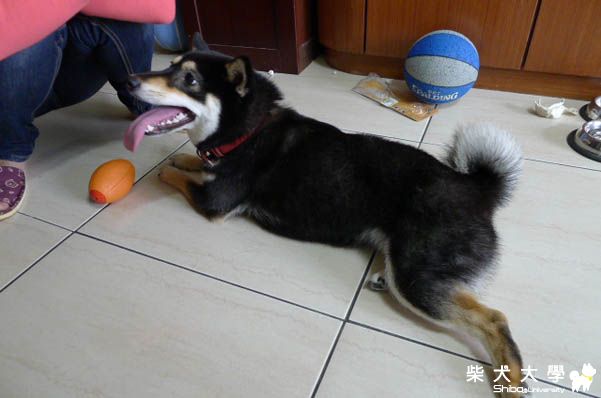 Hachu 坐姿千百種(原發表者:hachu)(相簿)