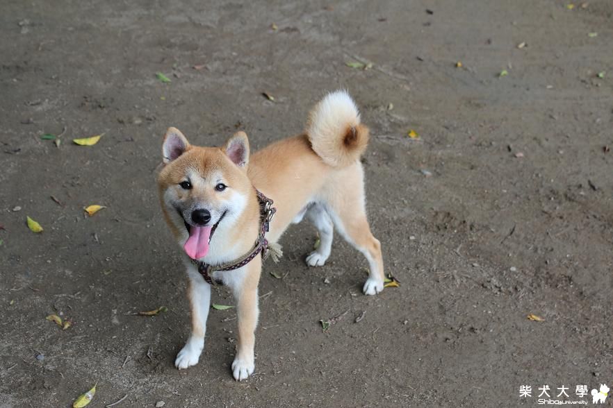 終於敗下去了~(原發表者:胖胖麻麻)(相簿)