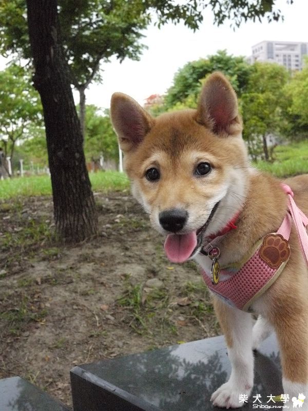 あおい小朋友快樂散步~(原發表者:小卡媽咪)(相簿)