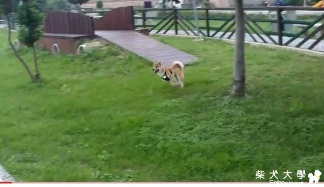 想抓小鳥(原發表者:吉谷家)(影片)