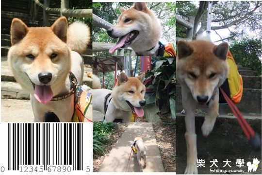 帶歐醬爬國旗領(原發表者:ohnohana)(相簿)