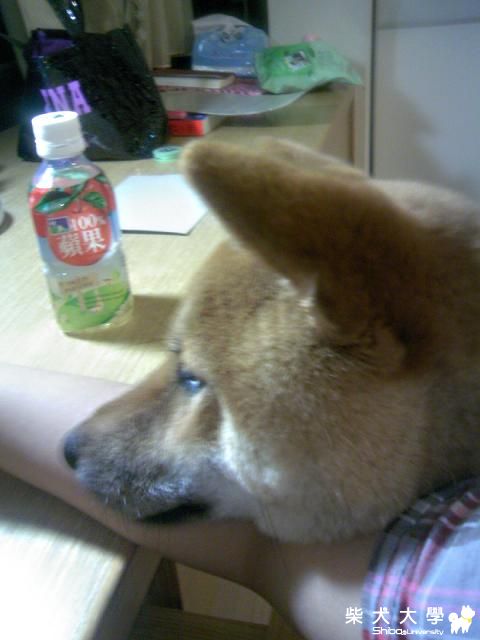 甜蜜負擔之沉甸甸的狗頭...(原發表者:MEKI麻)(相簿)