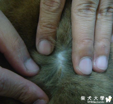 UNO的皮膚怪怪的....(原發表者:小UNO麻)(環境管理)