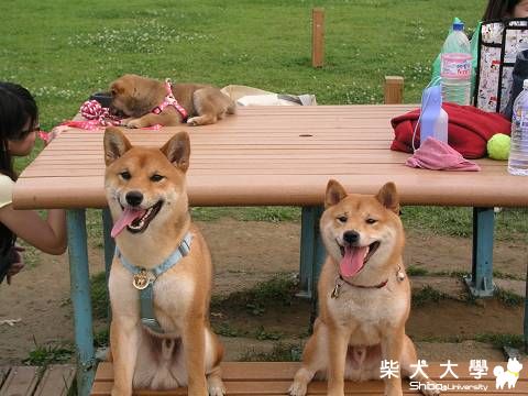 6/11(六) 上午10:30 / 苗栗 / 100號牧場（Fighter生日趴）(原發表者:Fighter爸)(相簿)