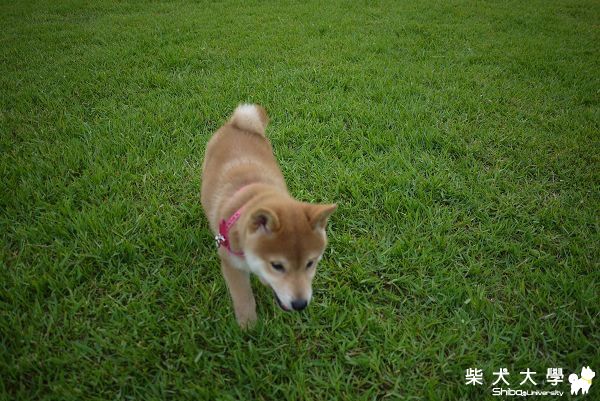 我們家可愛的PUFF(原發表者:time5598)(相簿)