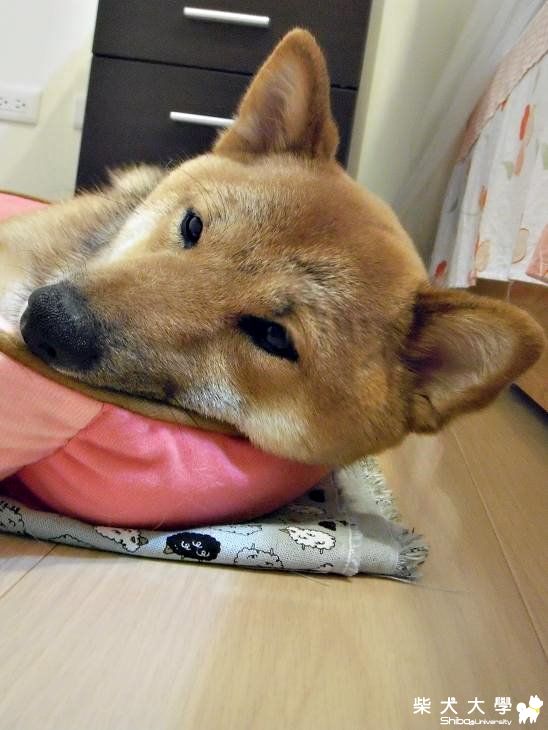 還是和麻麻睡比較安心:>(原發表者:MEKI麻)(相簿)