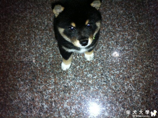 PUFF和黑熊(原發表者:time5598)(相簿)