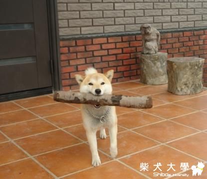 從刁蠻丫頭到慈母(原發表者:咕哩家)(綜合討論)