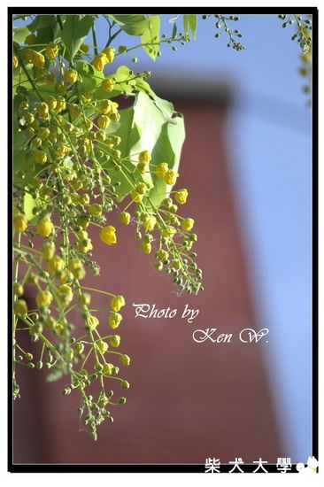 初綻．阿勃勒(原發表者:財妹拔拔)(綜合討論)