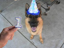 小狗長大速度驚人　德國牧羊犬「40秒成長紀錄片」爆紅(原發表者:咕哩家)(影片)