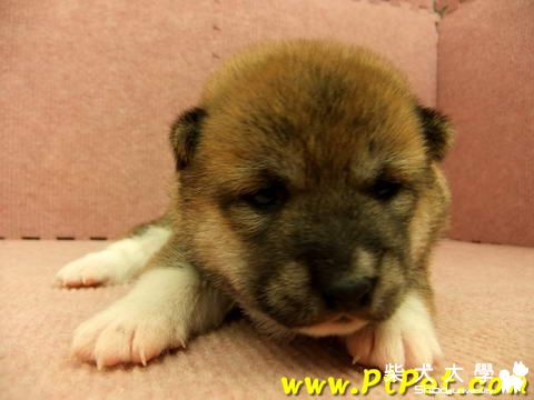 あおい小朋友三個月的小回顧(原發表者:小卡媽咪)(相簿)