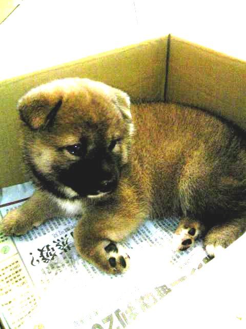 Meki 的端午節禮物*(原發表者:MEKI麻)(相簿)