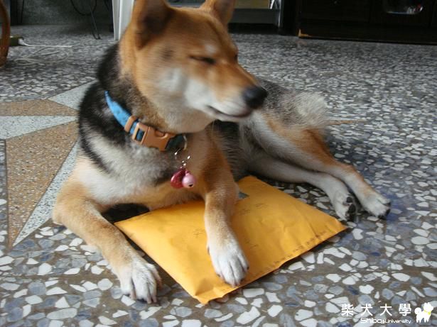 BOBO的新背帶(原發表者:bolen912)(綜合討論)