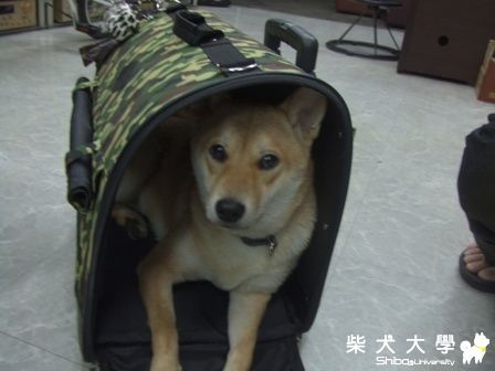 狗狗外出籠(原發表者:MIMI&BOSS麻)(綜合討論)