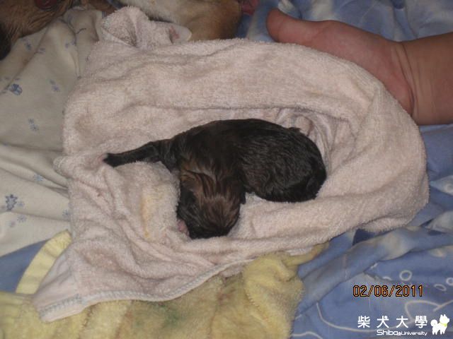 神準家 牛奶產下3隻小柴(原發表者:天生神準)(相簿)