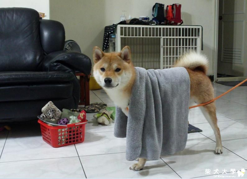 柴男~洗澡後的寫真(原發表者:吉谷家)(相簿)