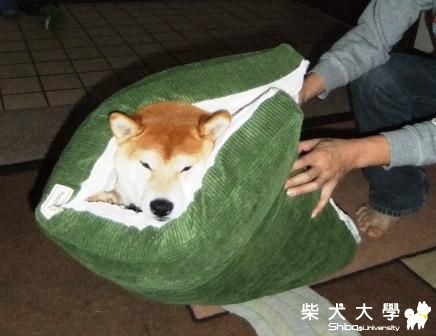 柴犬口吃弟弟被做成狗肉三明治(原發表者:gowell)(相簿)