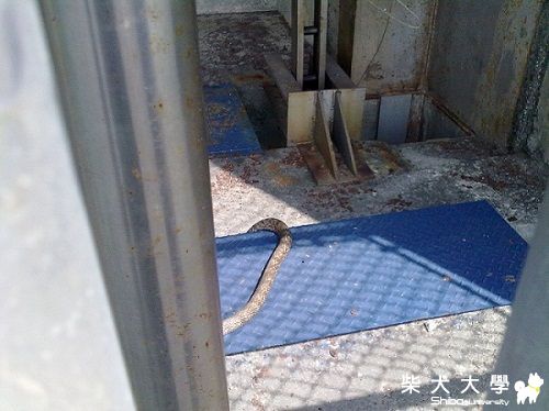 人間兇器之-肉丸捕鼠器(原發表者:丸拔)(相簿)