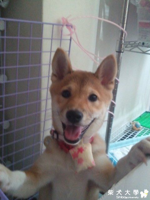 AOI的第一個端午節~(原發表者:小卡媽咪)(相簿)