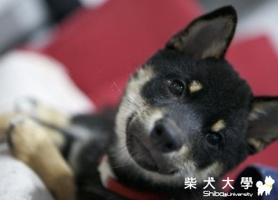 我家小公主～貝兒(原發表者:貝兒媽咪)(相簿)