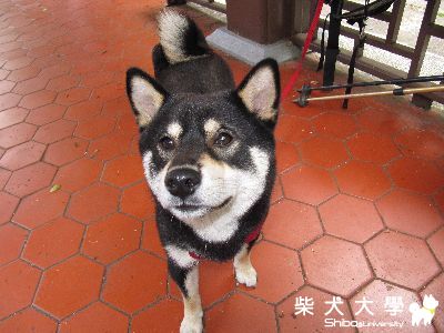 6月5日合歡北峰(原發表者:阿寶)(相簿)