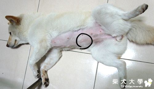 想問這個 是結紮留下的痕跡嗎？(原發表者:www329)(環境管理)