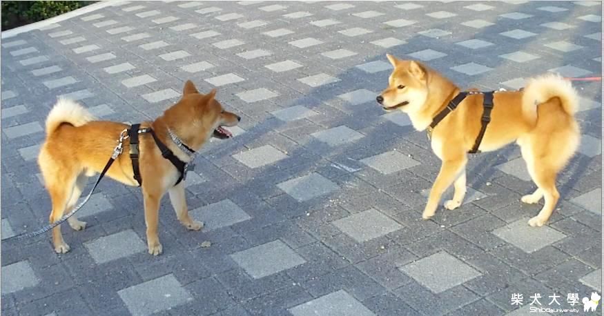 寵物公園巧遇Fighter(原發表者:吉谷家)(相簿)