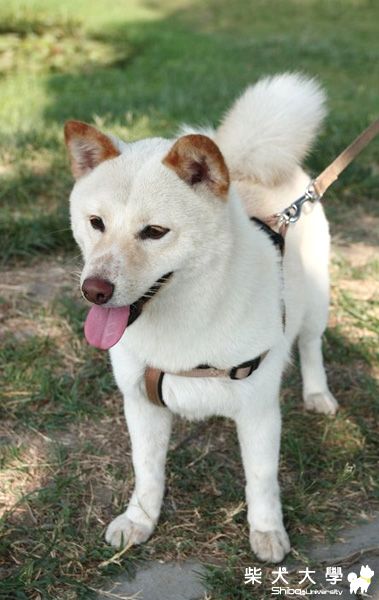 胖吉的 台南巴克禮公園遊玩(原發表者:www329)(相簿)