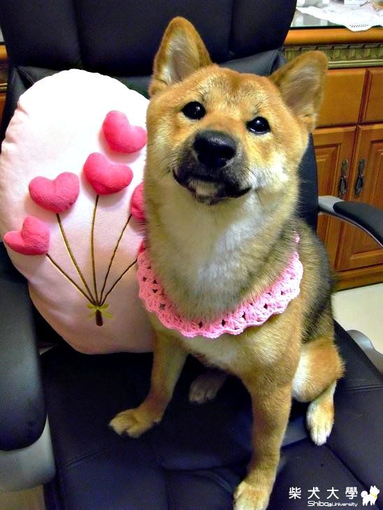 MEKI的手工編織項圈!(原發表者:MEKI麻)(綜合討論)