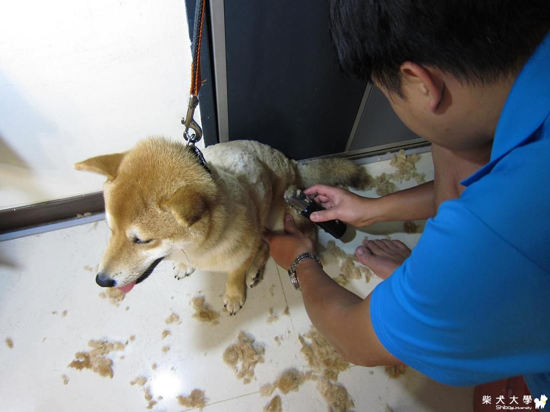 剃毛初體驗(原發表者:吉利媽)(相簿)